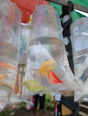 Glo Tetra Fish