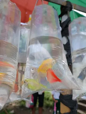Glo Tetra Fish