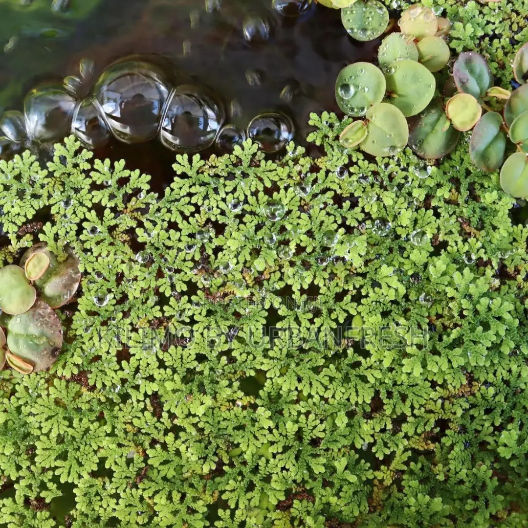 Azolla/Duckweed Feeds 10 Kg Fresh Harvest.
