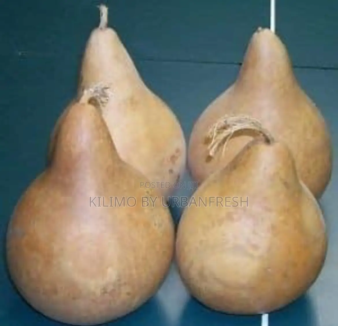 Galdus Layers Broilers Chicks (Starter Pellets) (25kgs)