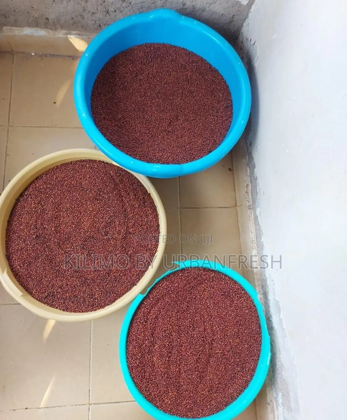 Red Sorghum Seeds 1 Kg