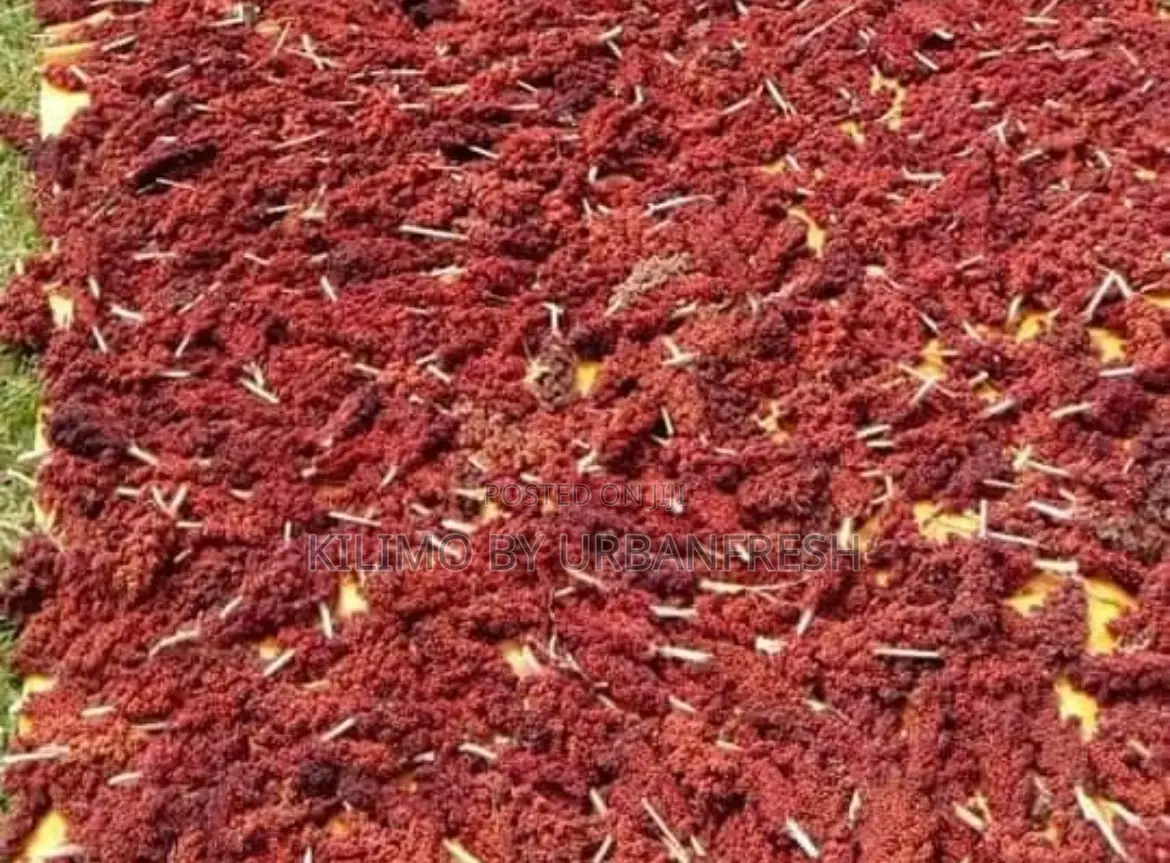 Red Sorghum Seeds 1 Kg