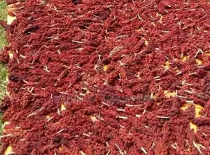 Red Sorghum Seeds 1 Kg
