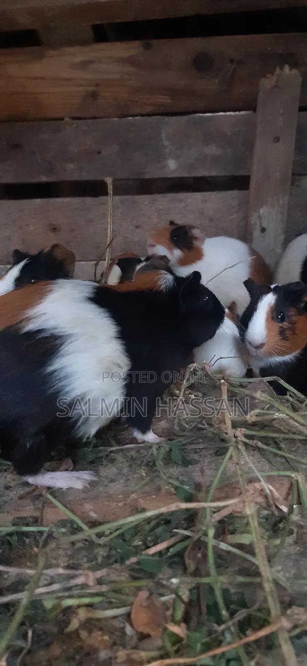 Hamsters Pure Breed Pair - thumbnail 9
