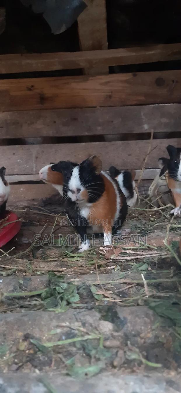 Hamsters Pure Breed Pair - thumbnail 10