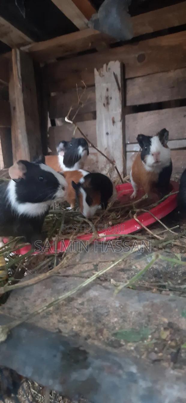 Hamsters Pure Breed Pair - thumbnail 11