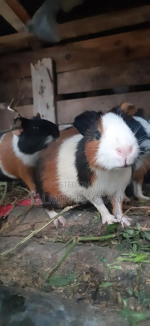 Hamsters Pure Breed Pair - thumbnail 12