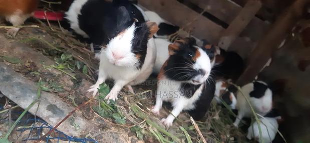 Hamsters Pure Breed Pair - thumbnail 14
