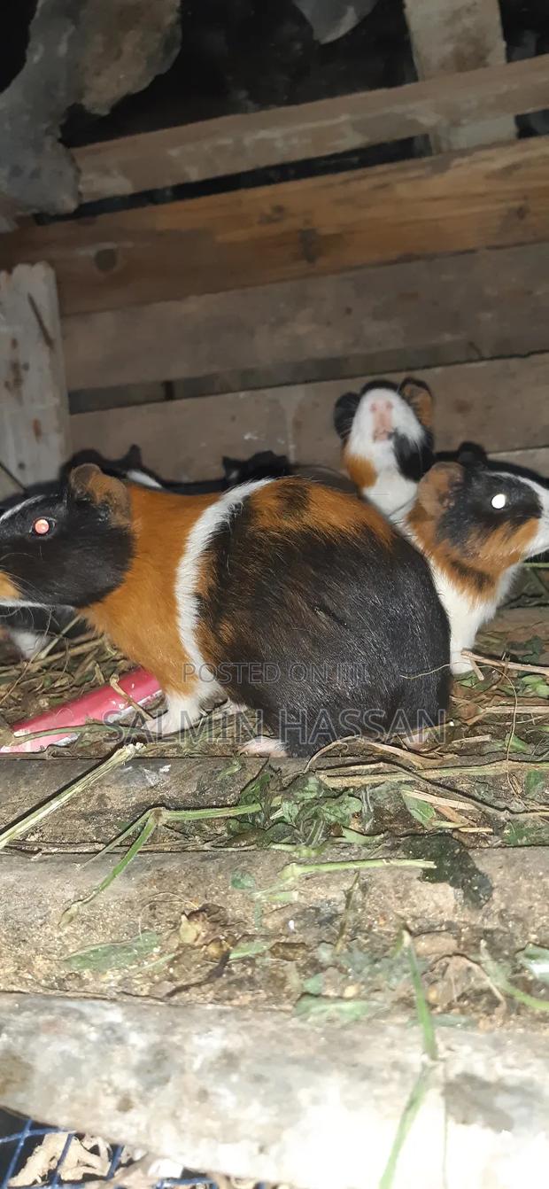 Hamsters Pure Breed Pair - thumbnail 15