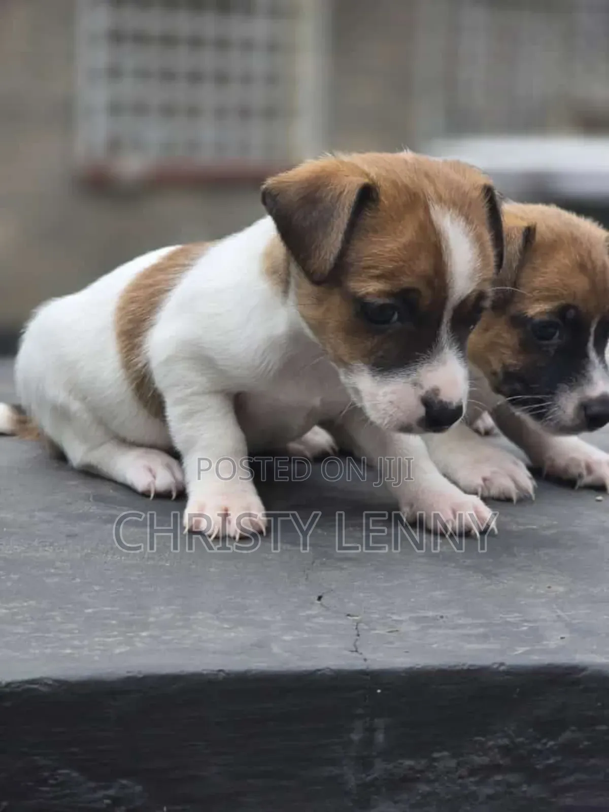 1-3 months Female Purebred Jack Russell Terrier