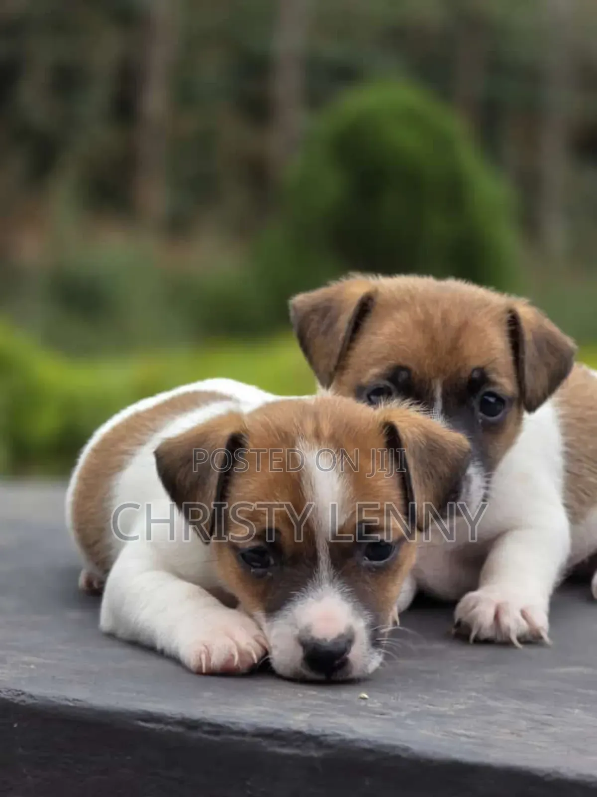 1-3 months Female Purebred Jack Russell Terrier