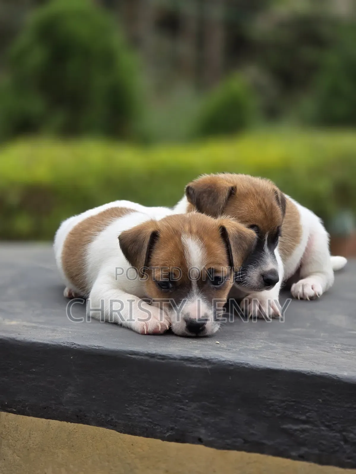 1-3 months Female Purebred Jack Russell Terrier