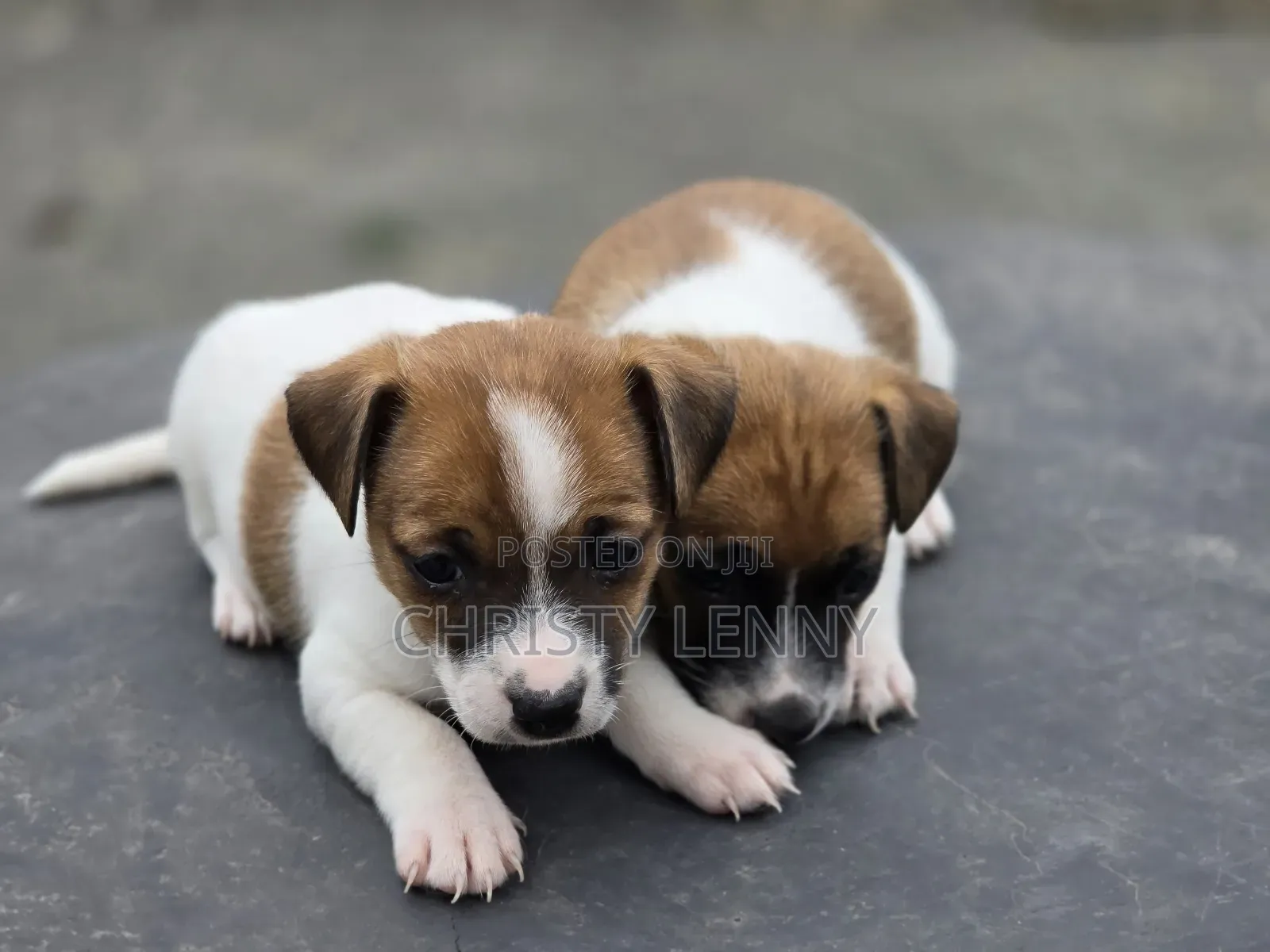 1-3 months Female Purebred Jack Russell Terrier