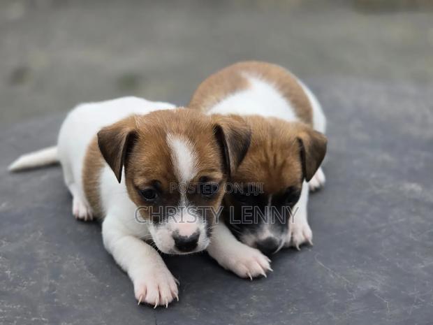 1-3 months Female Purebred Jack Russell Terrier - thumbnail 8