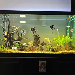 Angel Fish All Types