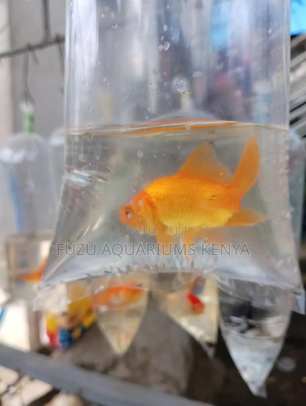 Goldfish - All Colours