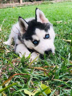 1-3 months Female Purebred Siberian Husky