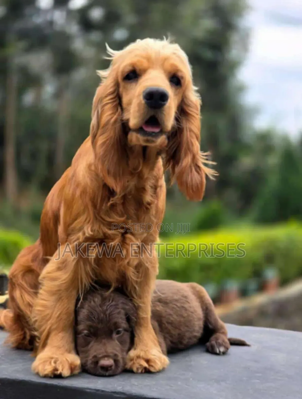 3-6 months Female Purebred English Cocker Spaniel