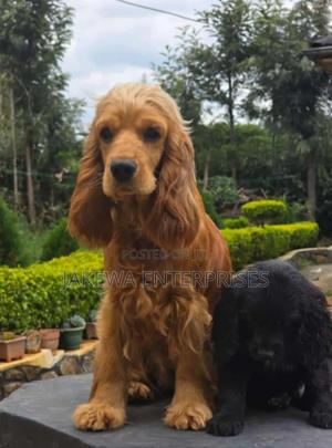 3-6 months Female Purebred English Cocker Spaniel - thumbnail 2