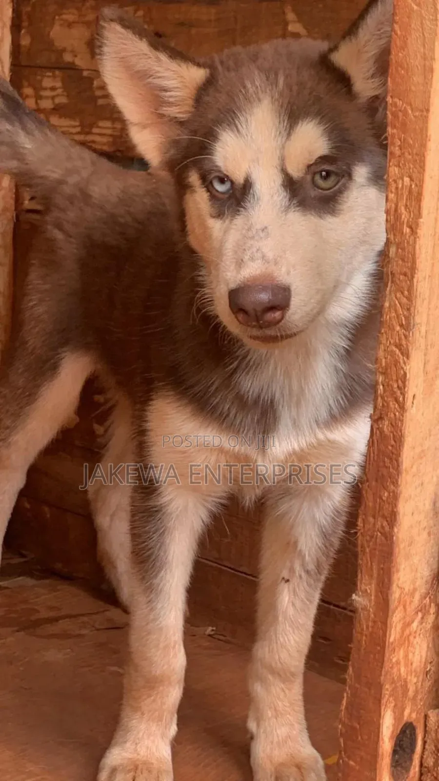 1-3 months Female Purebred Siberian Husky