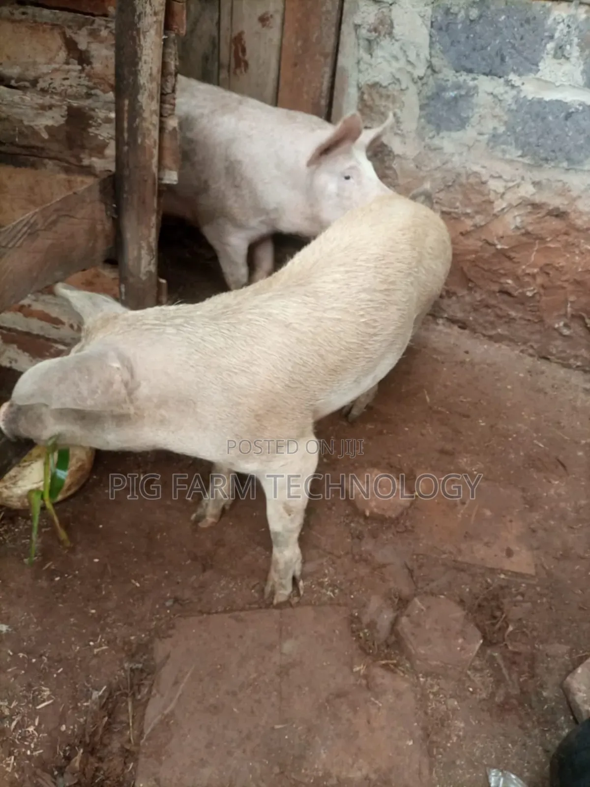 Pig Farming Tech