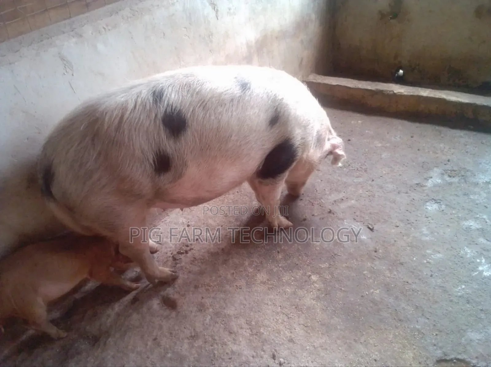 Pig Farming Tech
