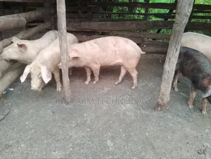 Pig Farming Tech