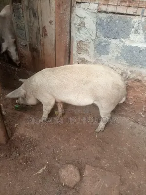 Pig Farming Tech
