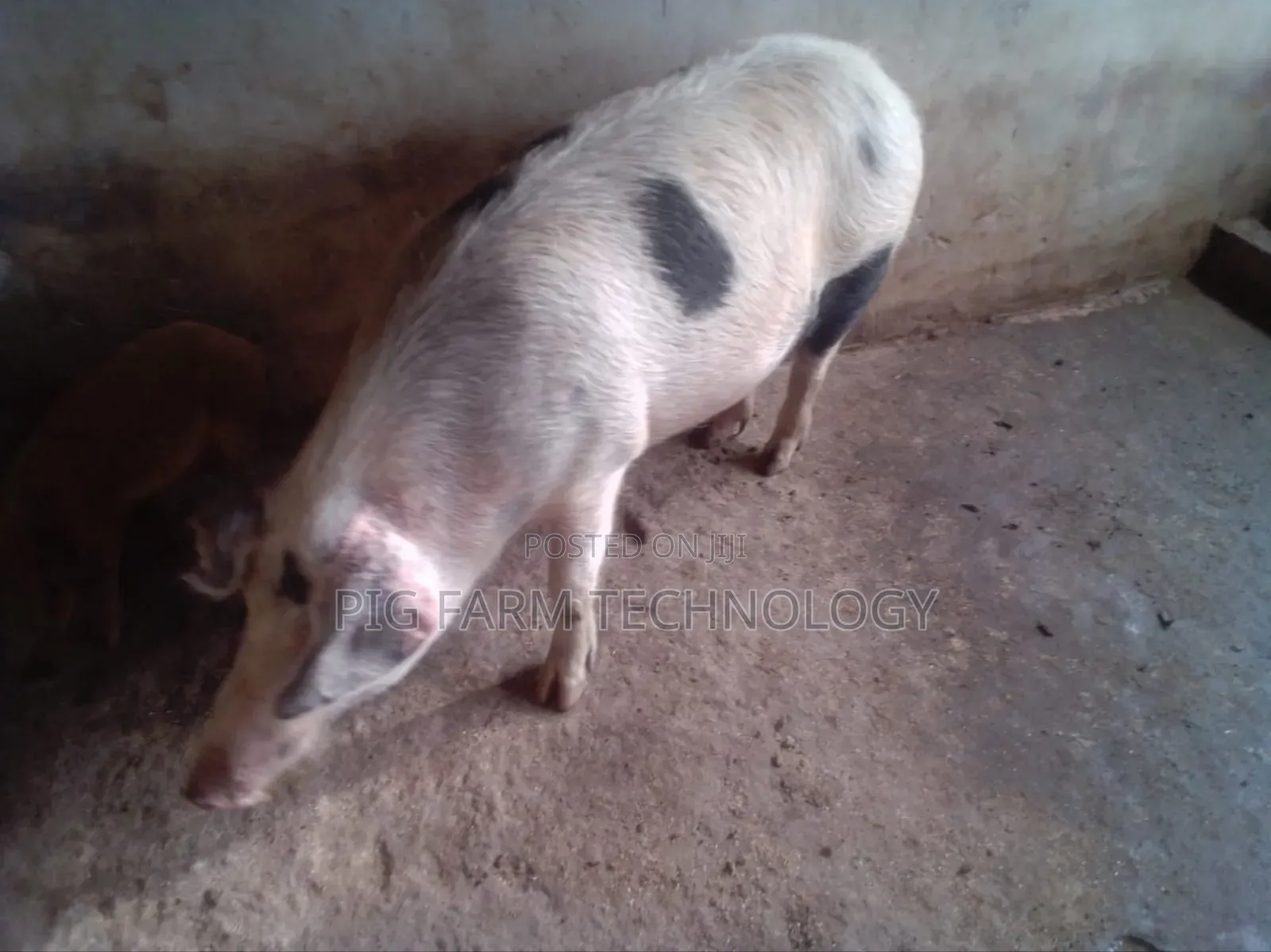 Pig Farming Tech