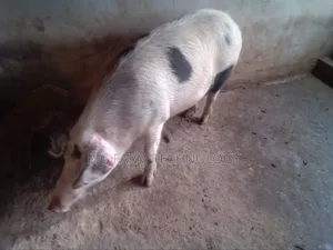 Pig Farming Tech