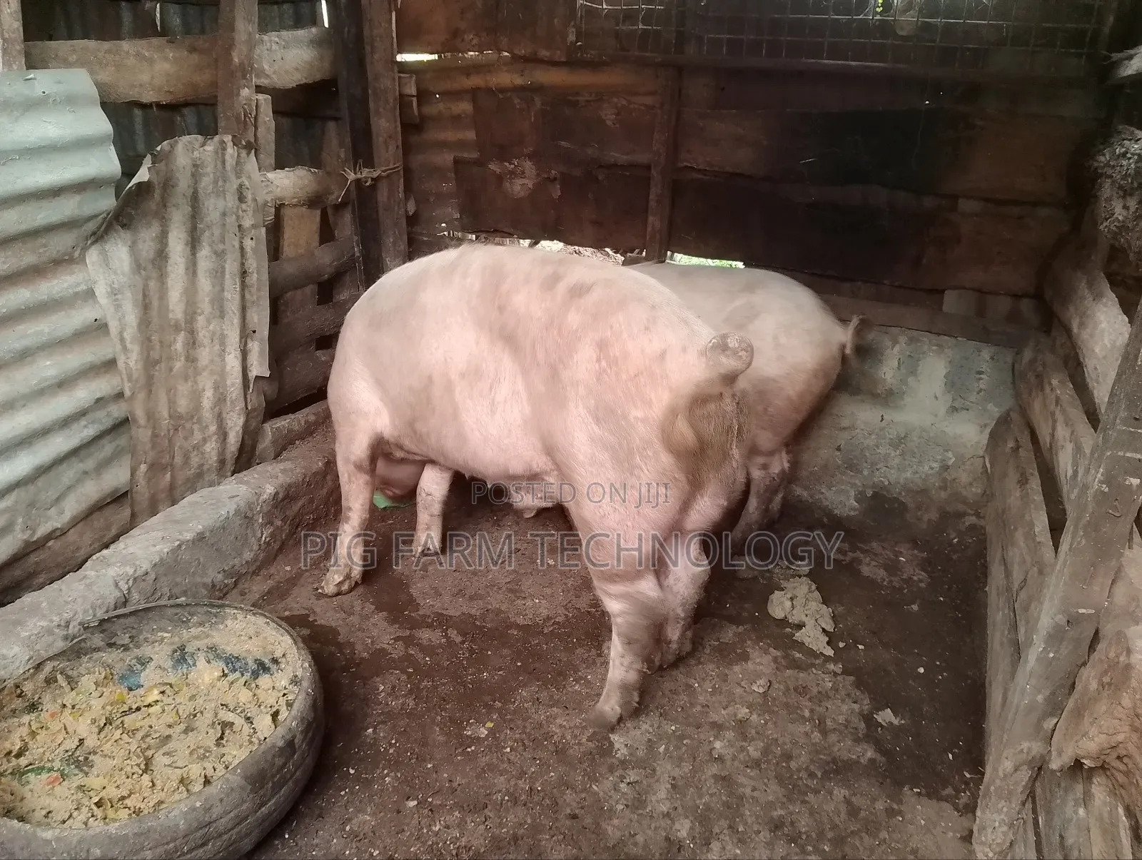 Pig Farming Tech