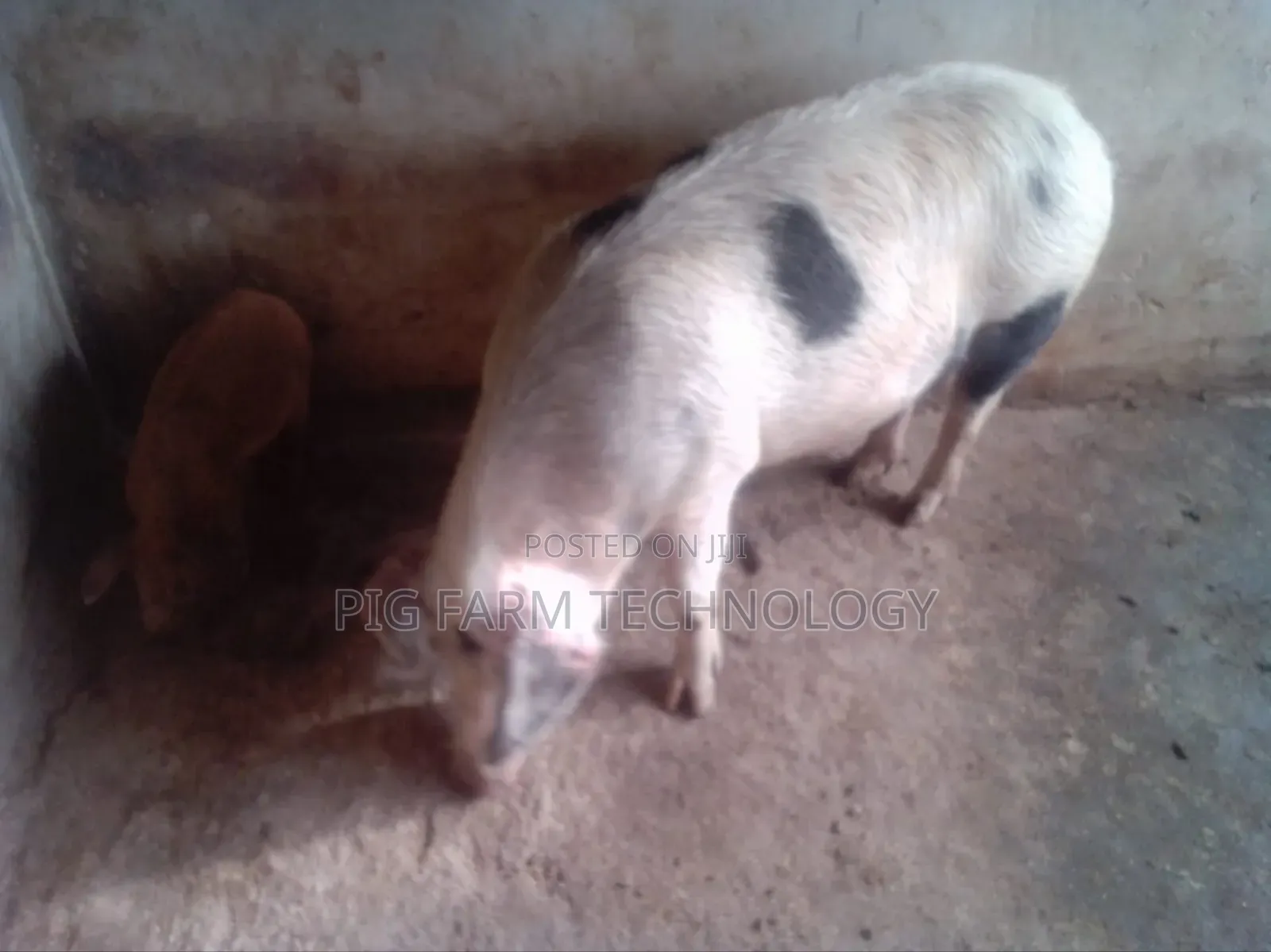 Pig Farming Tech