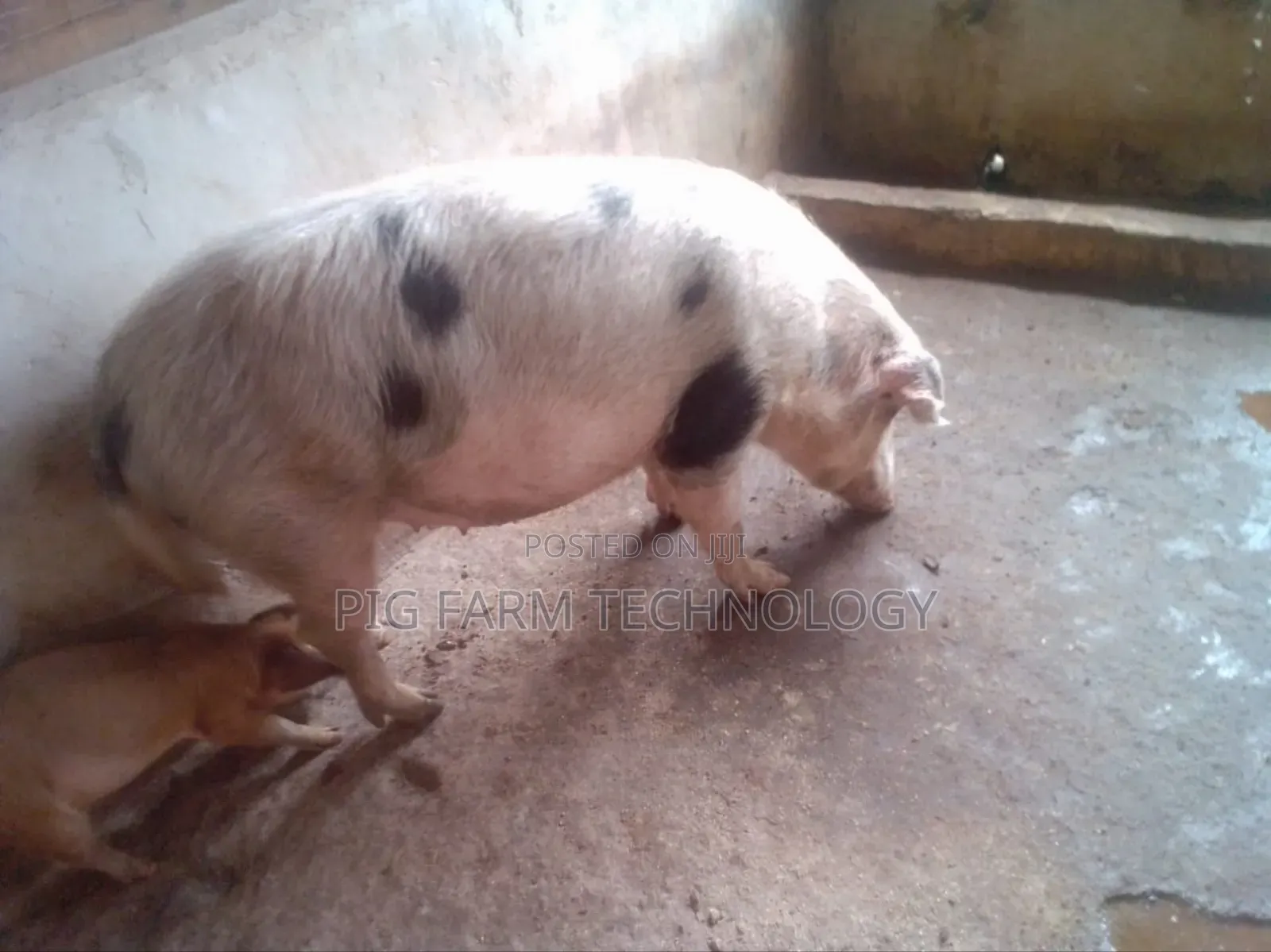 Pig Farming Tech
