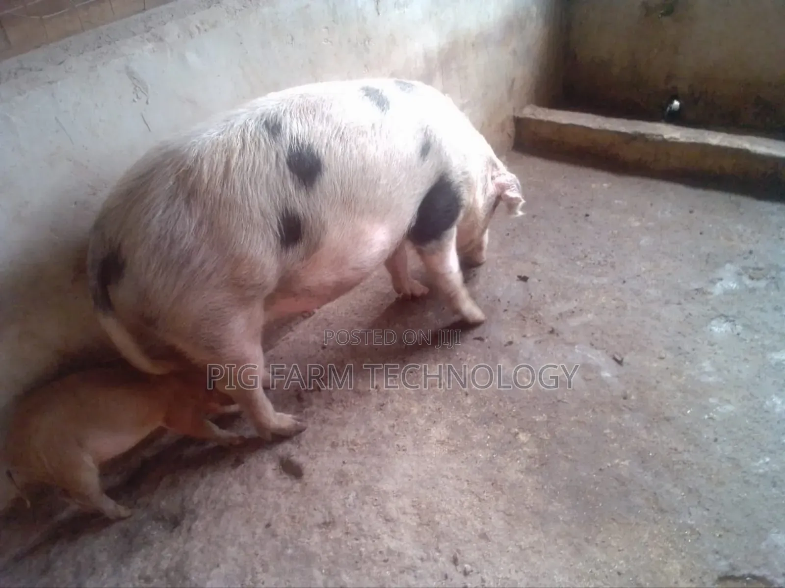 Pig Farming Tech