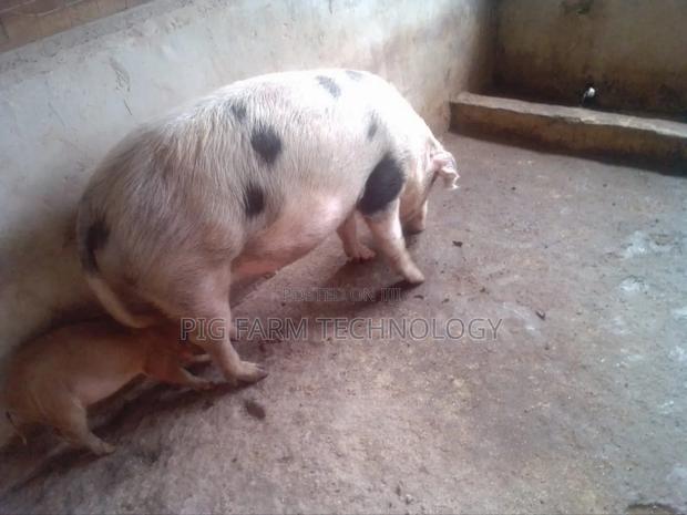 Pig Farming Tech - thumbnail 9