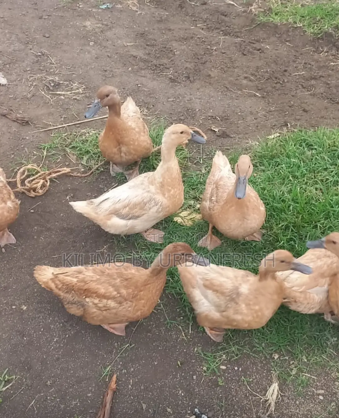 Khaki Campbell Ducklings Mature Available