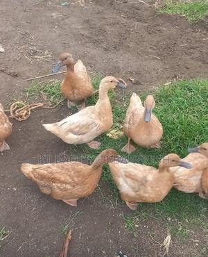 Khaki Campbell Ducklings Mature Available - thumbnail 2