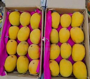 Alphonso Mango Seedlings Available - thumbnail 2