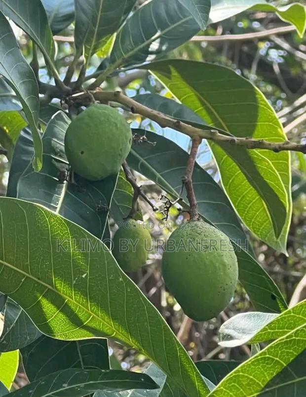 Alphonso Mango Seedlings Available - thumbnail 4