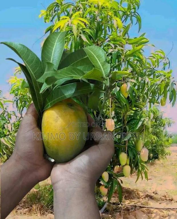 Alphonso Mango Seedlings Available - thumbnail 3