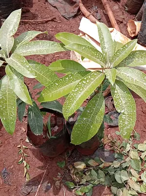Alphonso Mango Seedlings Available