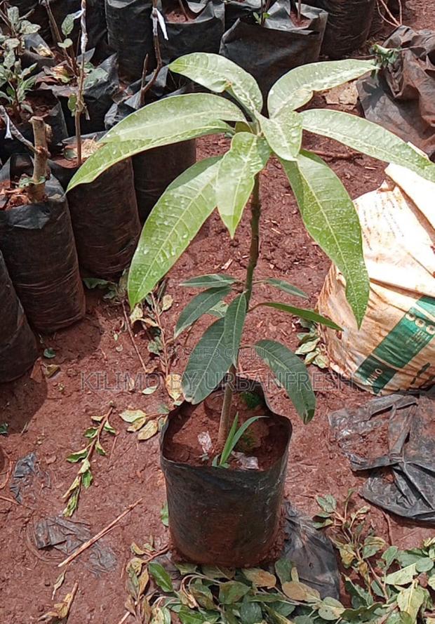 Alphonso Mango Seedlings Available - thumbnail 5