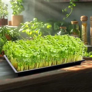 Heavy Duty Seed Starter Flat Seedling Plug Tray -10 Pieces