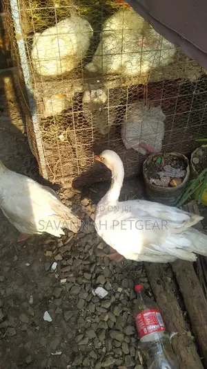 Medium Size Goslings Available for Sale Male and Female