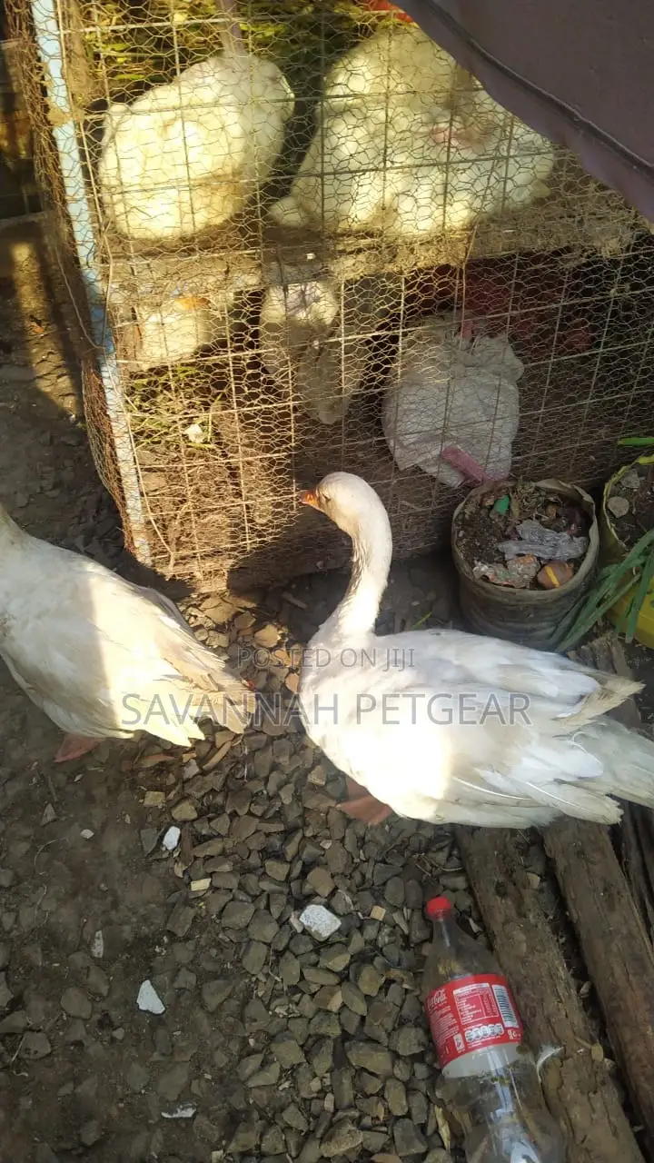 Medium Size Goslings Available for Sale Male and Female