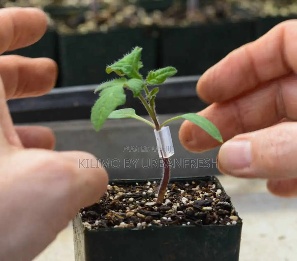 Grafting Silicone Tubes. Different Sizes
