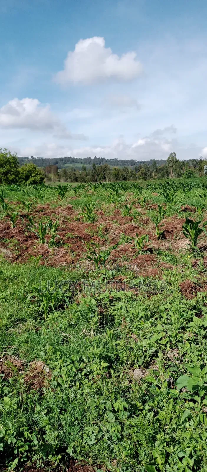 Residential Plots for Sale in Kikuyu in Kiambu / Kiambu Land & Plots