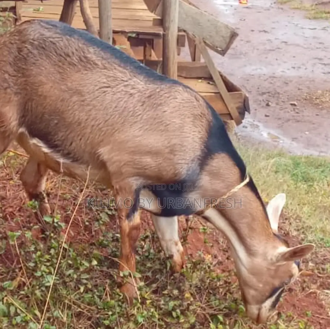 German Alpine Dairy Goats Available.