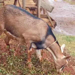 German Alpine Dairy Goats Available.