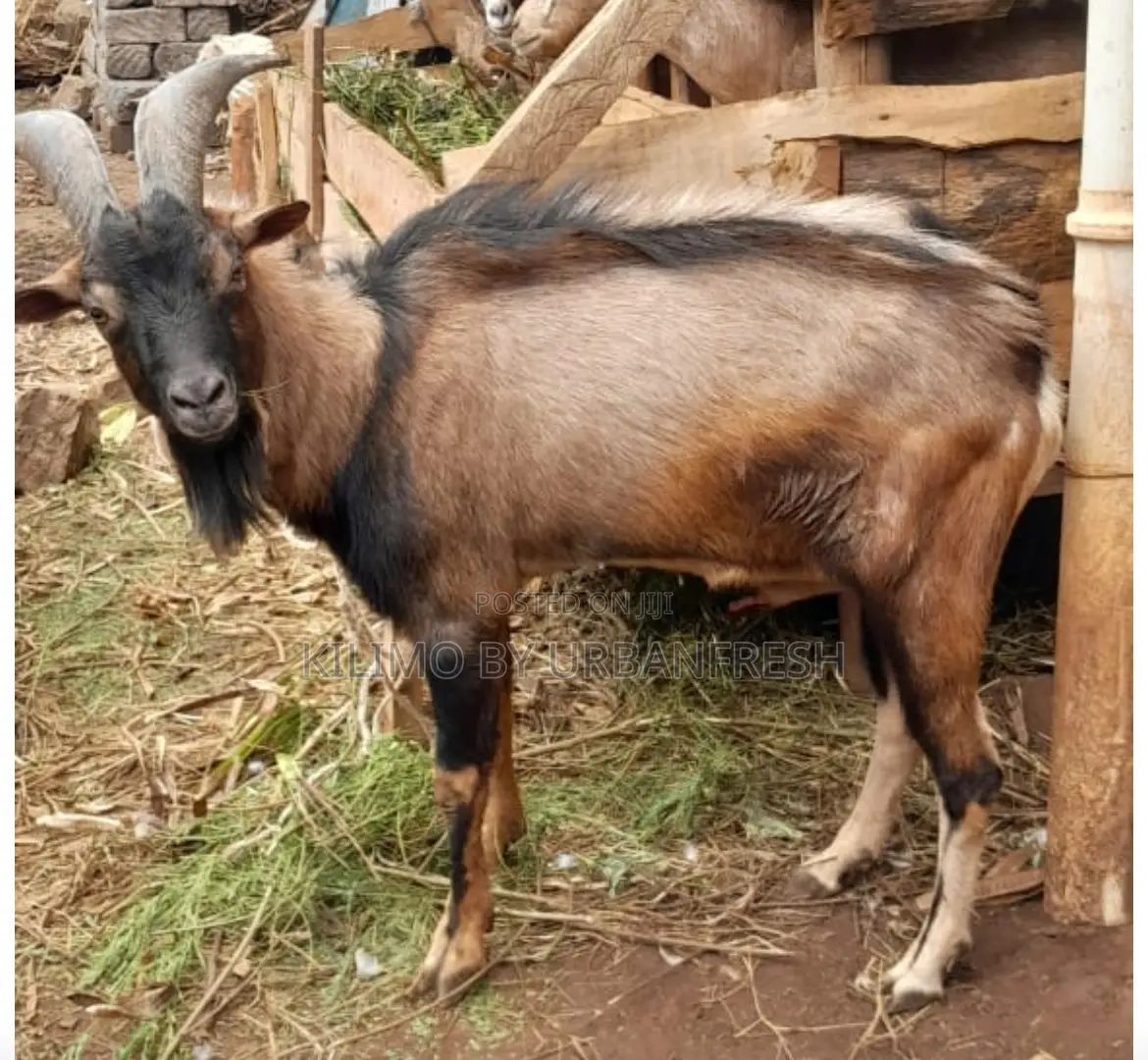 German Alpine Dairy Goats Available.